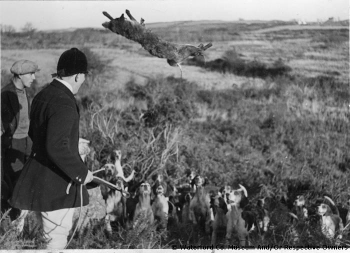 Throwing A Fox To The Hounds At The Sporthouse Hunt