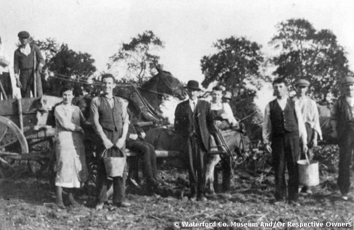 Picking Potatoes At Cashman's Farm, Cappagh