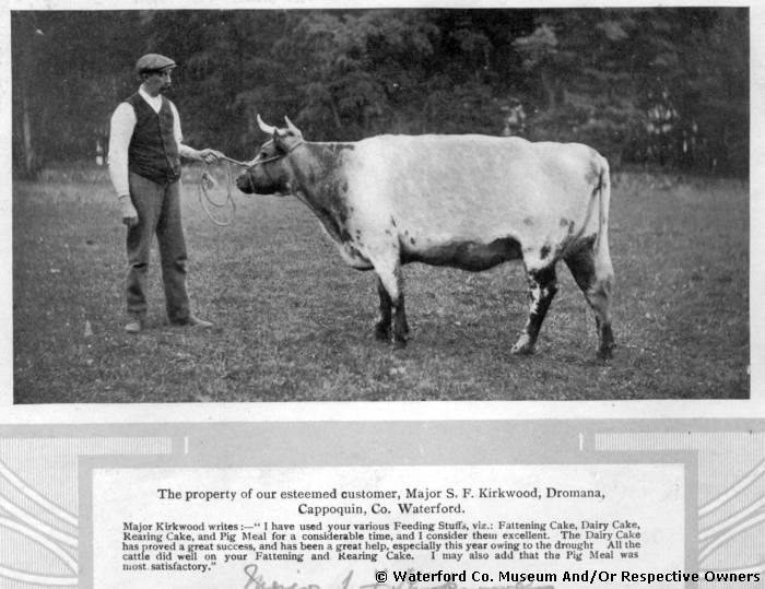 Dromana Farm Worker With Prize Bull