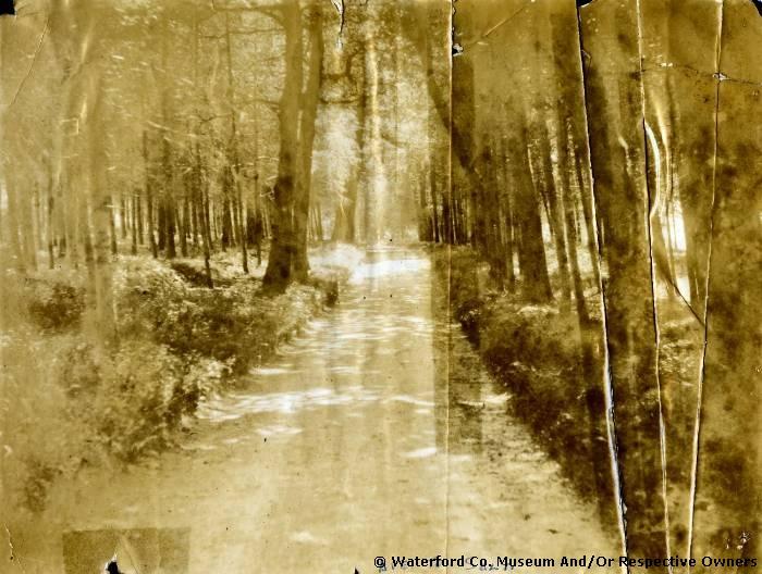 Entrance Avenue, Salterbridge House, Cappoquin