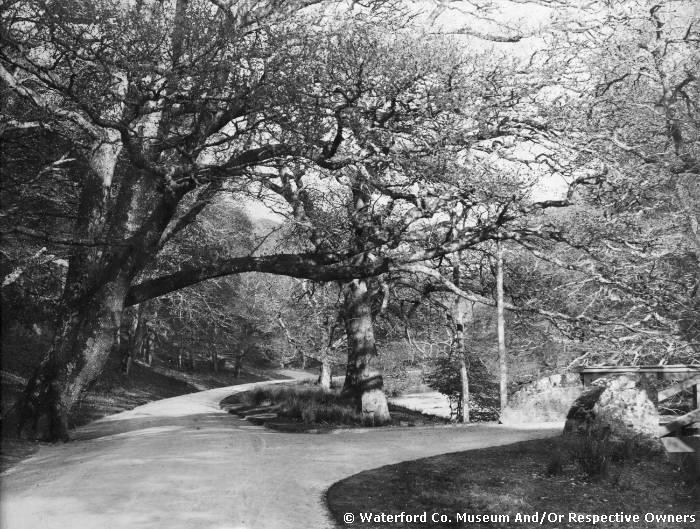 Lord's Oak, Portlaw