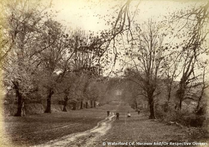 Old Avenue, Whitfield Court, Kilmeaden