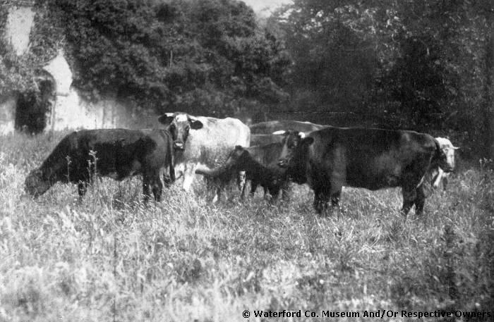 Cattle At Old Whitfield Court, Kilmeaden
