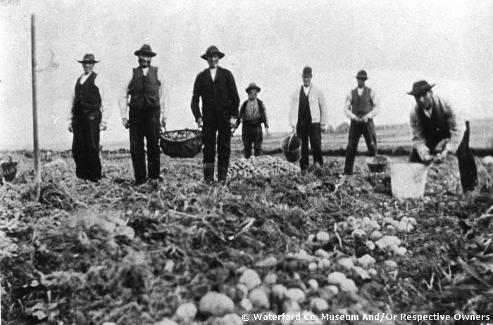 Potato Picking, Mahon Bridge