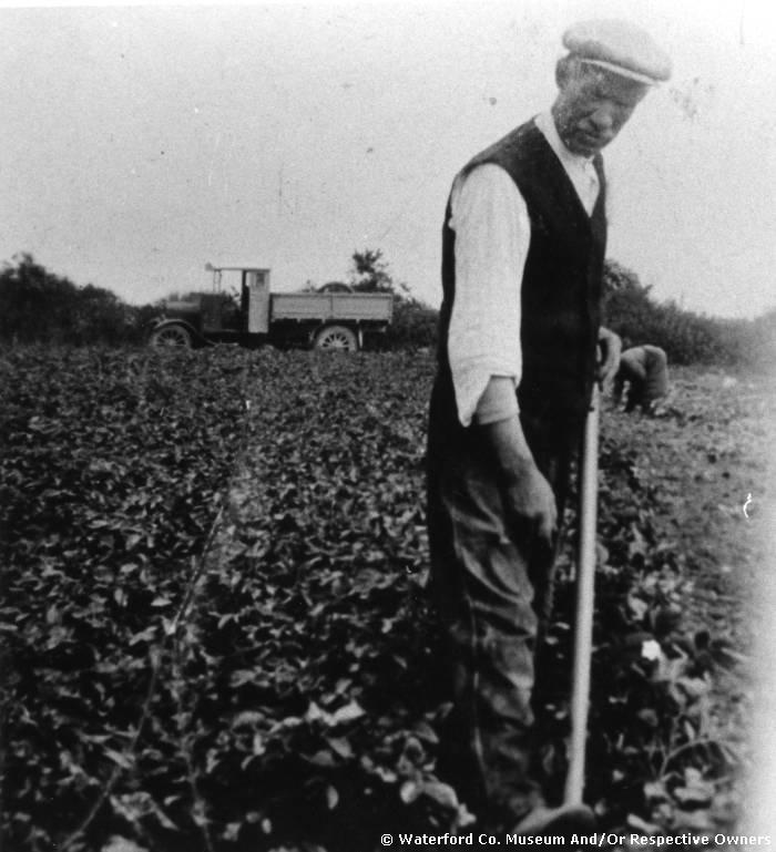 John Daly Digging Potatoes, Ballinacourty