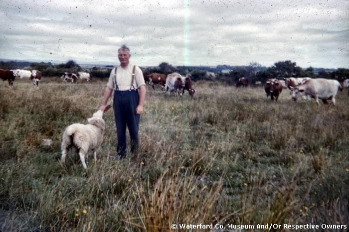 Unidentified Man Feeding A Sheep At Old Parish
