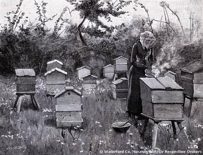 Bee Keeping Near Lismore