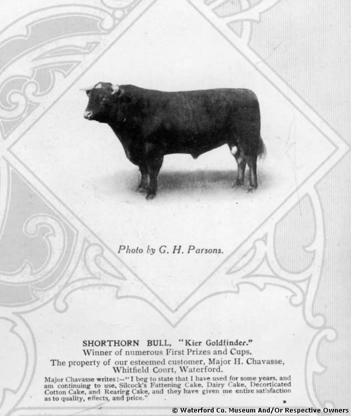 Major H. Chavasse's Prize Winning Bull