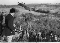 Throwing A Fox To The Hounds At The Sporthouse Hunt