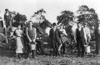 Picking Potatoes At Cashman&rsquo;s Farm, Cappagh