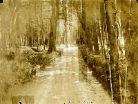 Entrance Avenue, Salterbridge House, Cappoquin