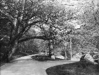 Lord&rsquo;s Oak, Portlaw