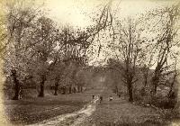 Old Avenue, Whitfield Court, Kilmeaden