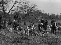 Fox Hunting At Ballinamona