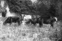 Cattle At Old Whitfield Court, Kilmeaden