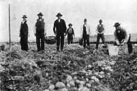 Potato Picking, Mahon Bridge