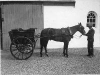 Billy Denny Carroll With Horse And Trap, Stradbally