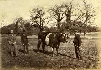 Unidentified Men With Bull, Ballinamona House, County Waterford