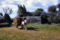 Men With A Horse And Cart Full Of Hay