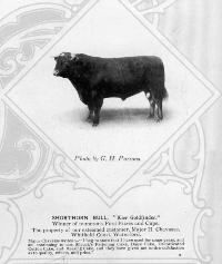 Major H. Chavasse&rsquo;s Prize Winning Bull