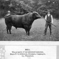 Major S. F. Kirkwood&rsquo;s Staff With Prize Bull